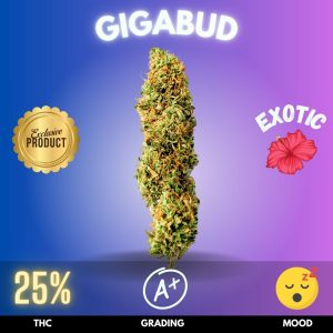 Gigabud strain sold online in Thailand.