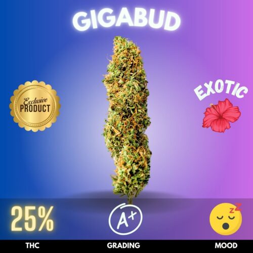 Gigabud strain sold online in Thailand.