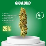 Gigabud strain sold online in Thailand.