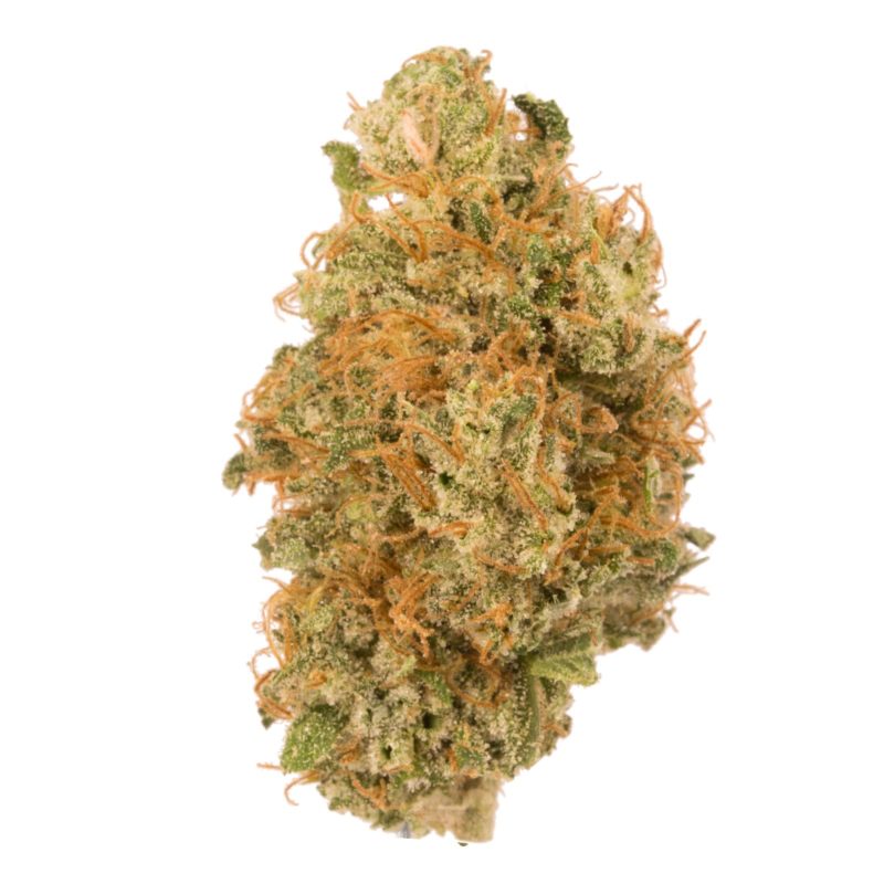 PrikPot Strain Update #1 4 Buy Gigabud Online in Thailand