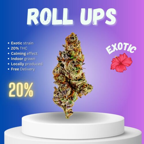 The medical benefits of Roll Ups in Thailand are due to its high THC content and relaxing properties.