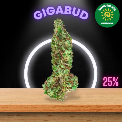 This is the Thailand Sungrown edition of Gigabud cannabis strain with a really competitive price.