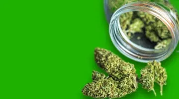 Cannabis flowers and buds for sale online in Thailand.