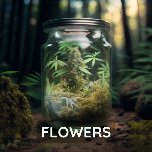 Cannabis flowers in a jungle in Thailand.