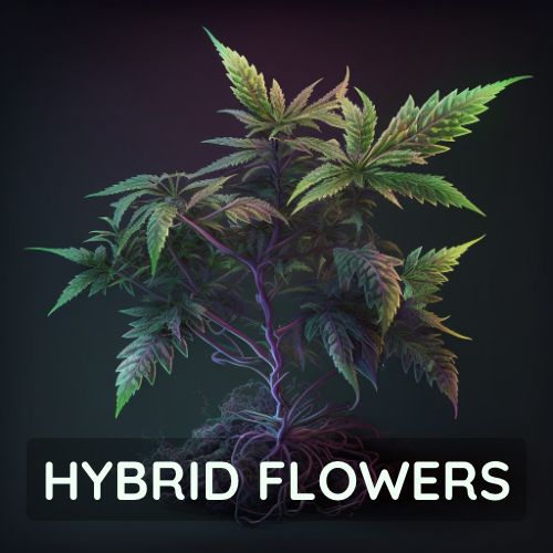 Hybrid cannabis flowers sold online in Thailand.