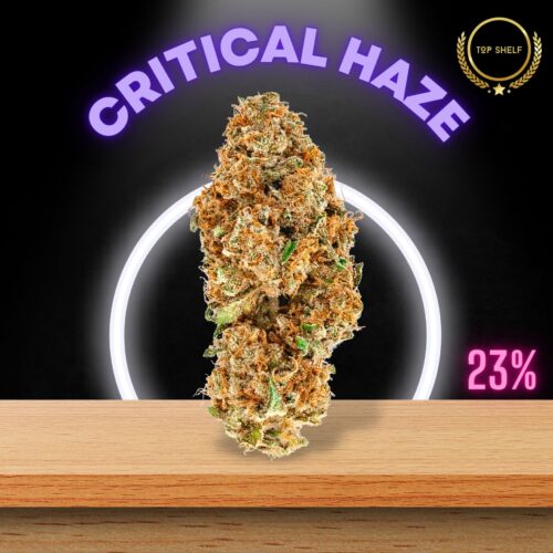The Critical Haze cannabis strain is sold online and shipped all over Thailand.