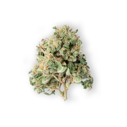 GMO Cookies, also known as as "GMO Garlic Cookies" and "Garlic Cookies," is a potent indica-dominant hybrid marijuana strain.
