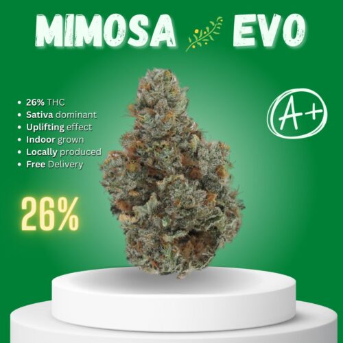 Mimosa Evo cannabis strain sold in Thailand.