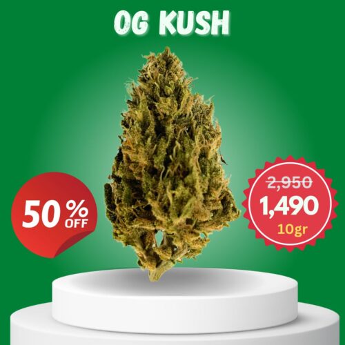 OG Kush outdoor cannabis strain in Thailand.