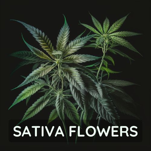 Thailand Sativa strains sold online.