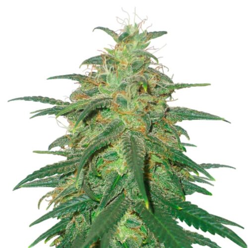 Skunk 11 Dutch Passion in Thailand.