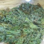 A close-up of the Stardawg strain in Thailand showing the trichomes.