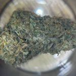 Afghan Kush bud showing the trichomes.
