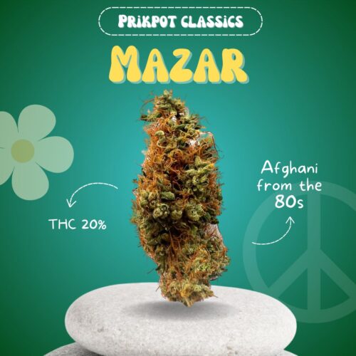 Mazar is a classic indica cannabis strain available in Thailand.