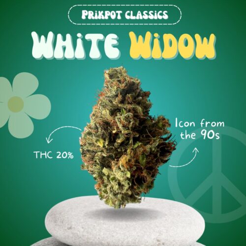 White Widow is a classic hybrid cannabis strain available in Thailand.