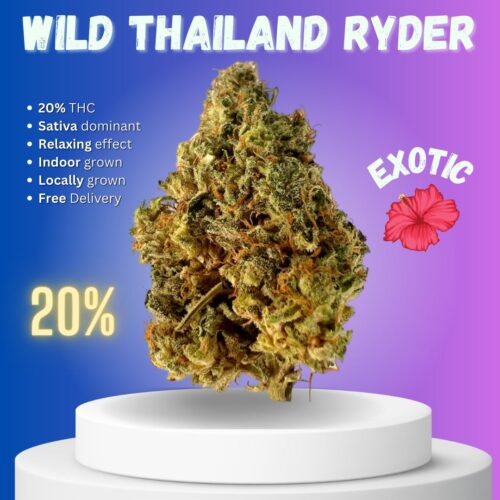 Wild Thailand Ryder, a cannabis variety renowned for its formidable and exhilarating effects, is a sativa-dominant hybrid.