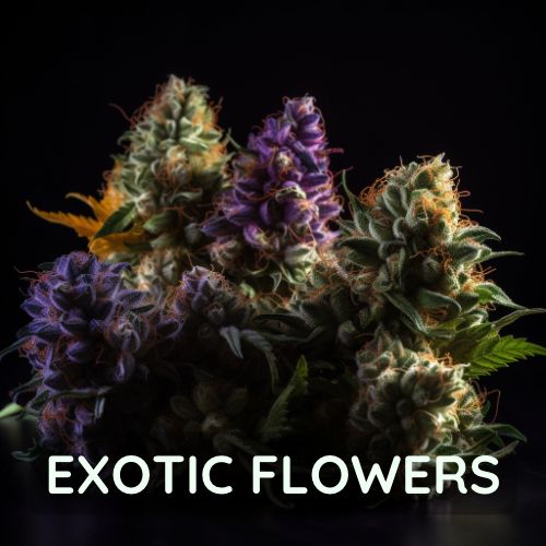 Exotic cannabis strains sold online in Thailand.