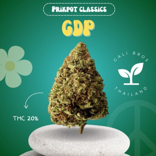 Granddaddy Purple (GDP) cannabis strain, Greenhouse grown in Thailand.