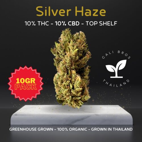 Silver Haze, a celebrated sativa-dominant strain, is notable not only for its uplifting and invigorating effects.