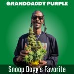 GDP has carved its niche in the hearts of cannabis connoisseurs, not least among them being the legendary hip-hop artist, Snoop Dogg, who counts it as his favorite strain.