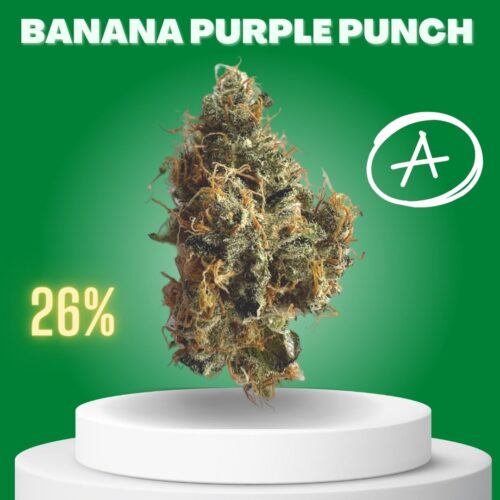 Banana Purple Punch cannabis strain sold online in Thailand.