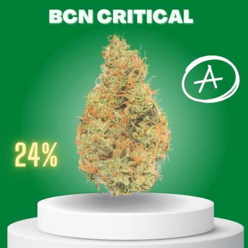 BCN Critical cannabis strain sold online in Thailand.