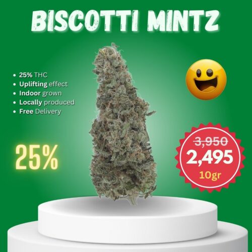 Biscotti Mintz strain in Thailand.