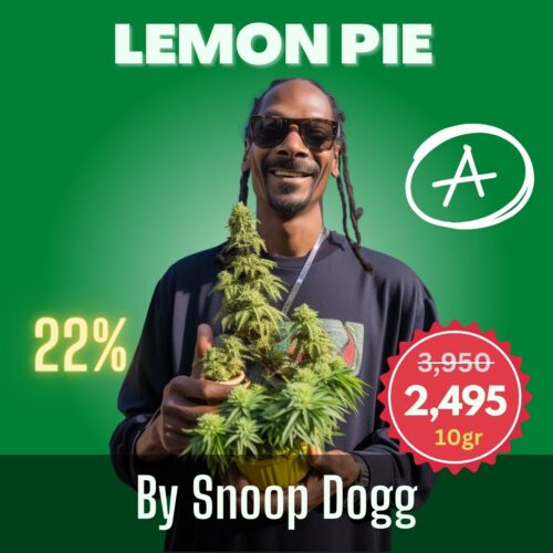 Value Pack Lemon Pie cannabis strain by Snoop Dogg sold online in Thailand.