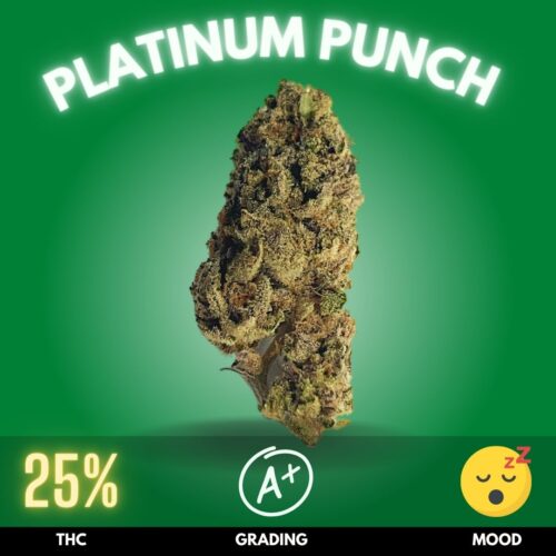 Platinum Punch, a cannabis strain that packs a heavyweight punch of potency and flavor.