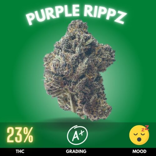 Purple Rippz, a cannabis strain that commands attention with its striking appearance and powerful effects