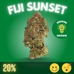 Fiji Sunset, a cannabis strain that captures the essence of a tranquil evening by the beach.