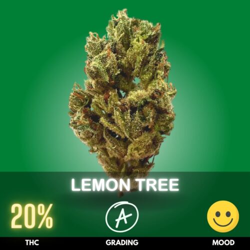 Lemon Tree Strain