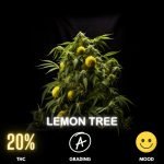 Lemon Tree