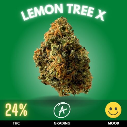 Boasting a THC level of around 24%, Lemon Tree X offers a balanced high that rejuvenates the mind while comforting the body.