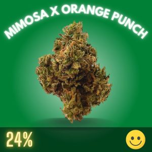 Mimosa X Orange Punch