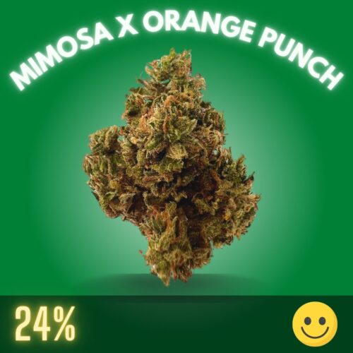 Mimosa X Orange Punch