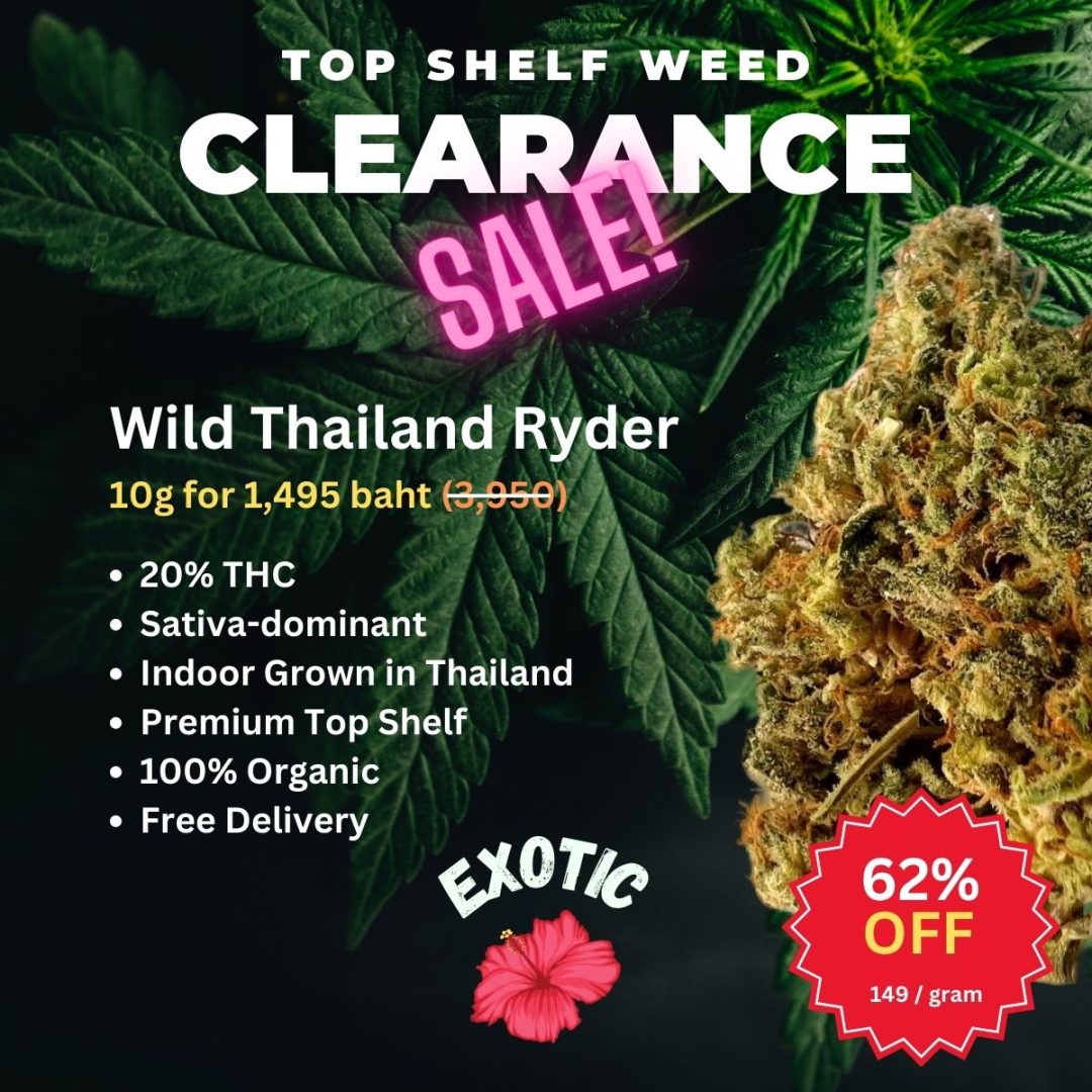 Wild Thailand Ryder, a cannabis variety renowned for its formidable and exhilarating effects, is a sativa-dominant hybrid.