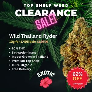 Wild Thailand Ryder, a cannabis variety renowned for its formidable and exhilarating effects, is a sativa-dominant hybrid.