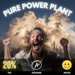 Pure Power Plant cannabis strain sold in Thailand.