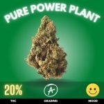 Pure Power Plant cannabis strain sold in Thailand.