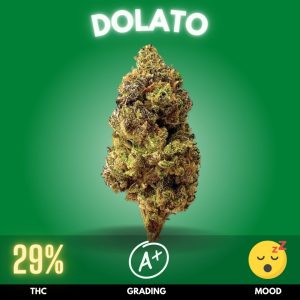 Dolato, a cannabis strain that offers a strong indica-dominant experience.