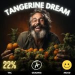 Discover the blissful world of Tangerine Dream, a sativa-dominant hybrid