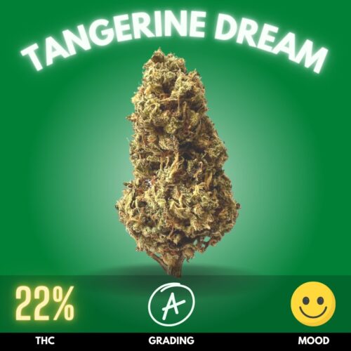 Discover the blissful world of Tangerine Dream, a sativa-dominant hybrid