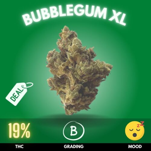 Bubblegum XL: a flavorful journey through vibrant sweetness and a subtle earthy undertone, boasting a generous 19% THC level.