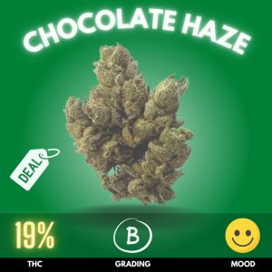 Chocolate Haze is a powerhouse in the cannabis community, widely recognized for its dominant sativa genetics.