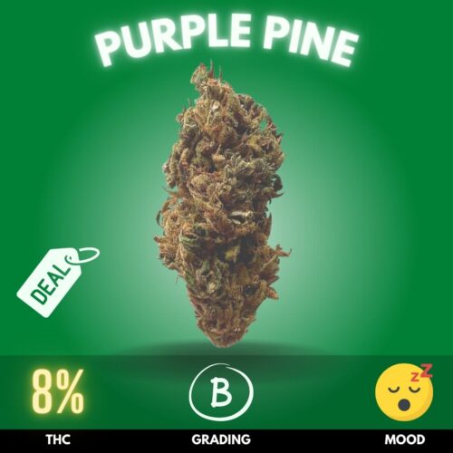 Meet Purple Pine, the cannabis strain that woos with a modest 8% THC level, offering a mellow and subtly vibrant experience that's perfect for users who prefer a gentler touch.