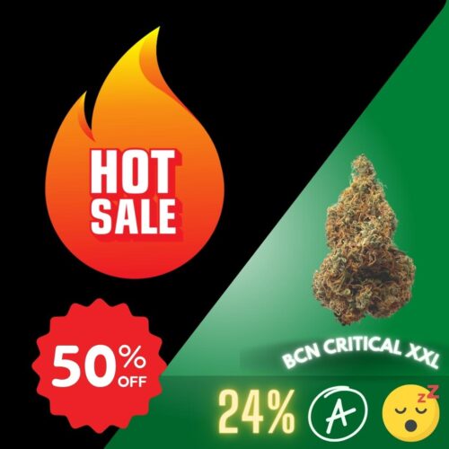 BCN Critical XXL is a remarkable cannabis strain that stands out for its impressive yield and potent effects.