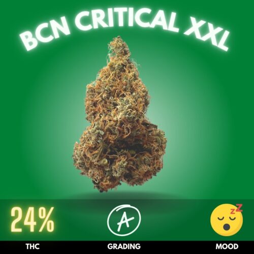 BCN Critical XXL is a remarkable cannabis strain that stands out for its impressive yield and potent effects.