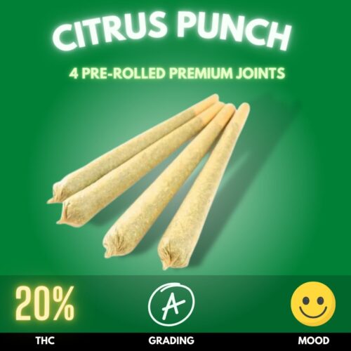 Citrus Punch, a sativa-dominant cannabis strain that's like a burst of sunshine in every toke. With a THC level hovering around a vibrant 20%