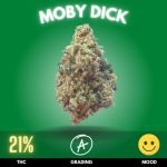 Moby Dick, a distinguished cannabis strain, is a dynamic cross between Haze and White Widow